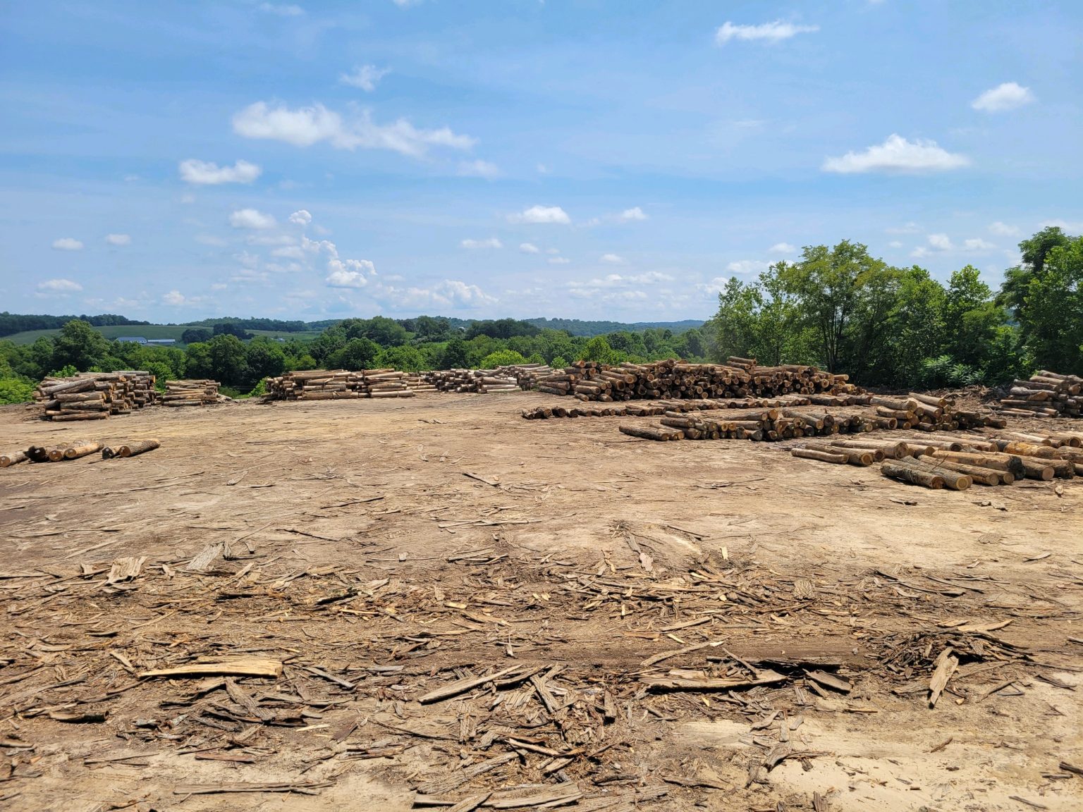 Standing Timber & Log Purchasing Travco Lumber Company